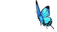 La imagen tiene un atributo ALT vacío; su nombre de archivo es mariposa_azul.gif